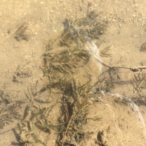 Potamogeton crispus at Jugiong, NSW - 28 Oct 2019 03:33 PM