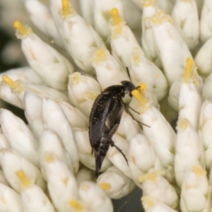 Mordellidae (family) at McKellar, ACT - 1 Dec 2023 11:58 AM