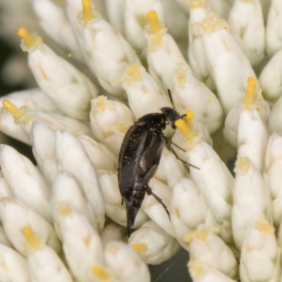 Mordellidae (family) (Unidentified pintail or tumbling flower beetle) at McKellar, ACT - 1 Dec 2023 by kasiaaus