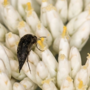 Mordellidae (family) at McKellar, ACT - 1 Dec 2023