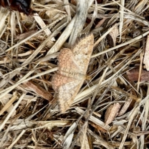 Scopula rubraria at Aranda, ACT - 1 Dec 2023