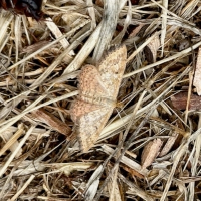 Scopula rubraria (Reddish Wave, Plantain Moth) at Aranda, ACT - 1 Dec 2023 by KMcCue