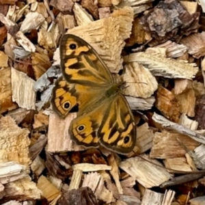 Heteronympha merope at Aranda, ACT - 1 Dec 2023