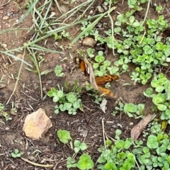 Heteronympha merope at Aranda, ACT - 1 Dec 2023