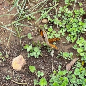 Heteronympha merope at Aranda, ACT - 1 Dec 2023