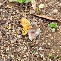 Heteronympha merope at Aranda, ACT - 1 Dec 2023