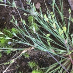 Juncus bufonius (Toad Rush) at Numeralla, NSW - 16 Dec 2019 by JaneR