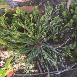 Juncus bufonius at Numeralla, NSW - 16 Dec 2019