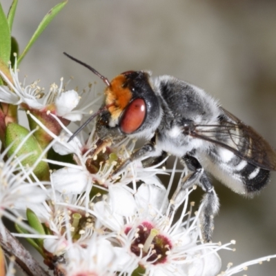 Megachile aurifrons (Golden-browed Resin Bee) at QPRC LGA - 1 Dec 2023 by DianneClarke