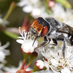 Megachile aurifrons at QPRC LGA - 1 Dec 2023