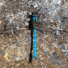 Diphlebia lestoides (Whitewater Rockmaster) at Captains Flat, NSW - 1 Dec 2023 by Jek