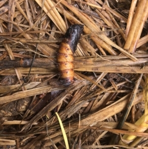 Lepidoptera unclassified IMMATURE at Hume, ACT - suppressed