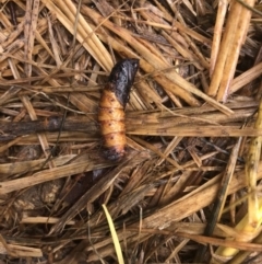 Lepidoptera unclassified IMMATURE at Hume, ACT - suppressed