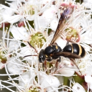 Lasioglossum (Australictus) peraustrale at QPRC LGA - 1 Dec 2023 12:46 PM