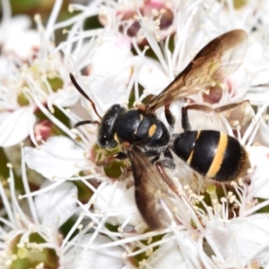 Lasioglossum (Australictus) peraustrale at QPRC LGA - 1 Dec 2023 12:46 PM