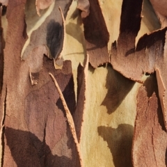 Angophora costata at Castlecrag, NSW - 1 Dec 2023