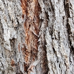 Eucalyptus sieberi at Castlecrag, NSW - 1 Dec 2023
