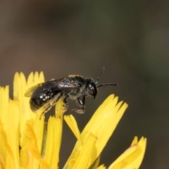 Lasioglossum (Chilalictus) lanarium (Halictid bee) at McKellar, ACT - 1 Dec 2023 by kasiaaus