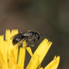 Lasioglossum (Chilalictus) lanarium (Halictid bee) at Croke Place Grassland (CPG) - 1 Dec 2023 by kasiaaus