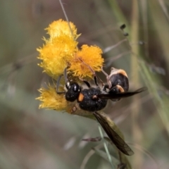 Paralastor sp. (genus) at McKellar, ACT - 1 Dec 2023