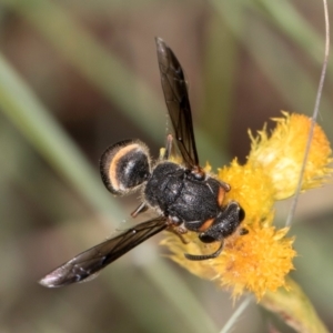 Paralastor sp. (genus) at McKellar, ACT - 1 Dec 2023