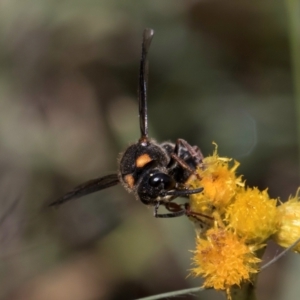 Paralastor sp. (genus) at McKellar, ACT - 1 Dec 2023