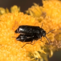 Dasytinae (subfamily) (Soft-winged flower beetle) at Lawson, ACT - 1 Dec 2023 by kasiaaus