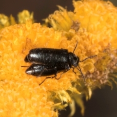 Dasytinae (subfamily) at Dawn Crescent Grassland (DCG) - 1 Dec 2023