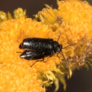 Dasytinae (subfamily) at Dawn Crescent Grassland (DCG) - 1 Dec 2023