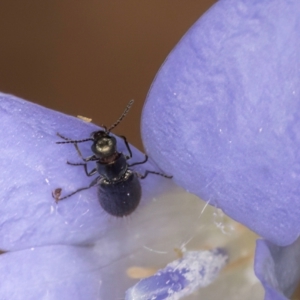 Dasytinae (subfamily) at McKellar, ACT - 1 Dec 2023