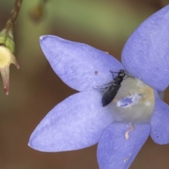 Dasytinae (subfamily) at McKellar, ACT - 1 Dec 2023