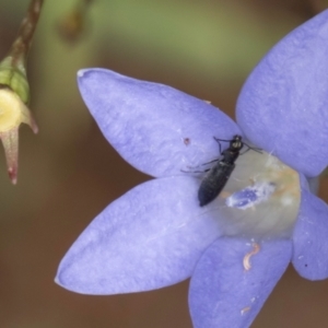 Dasytinae (subfamily) at McKellar, ACT - 1 Dec 2023