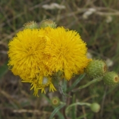 Podolepis jaceoides (Showy Copper-wire Daisy) at Flynn, ACT - 1 Dec 2023 by pinnaCLE