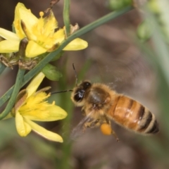 Apis mellifera (European honey bee) at McKellar, ACT - 1 Dec 2023 by kasiaaus
