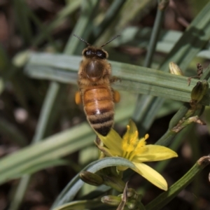 Apis mellifera at McKellar, ACT - 1 Dec 2023 12:14 PM