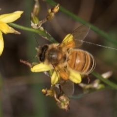 Apis mellifera at McKellar, ACT - 1 Dec 2023 12:14 PM