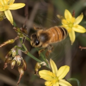 Apis mellifera at McKellar, ACT - 1 Dec 2023 12:14 PM