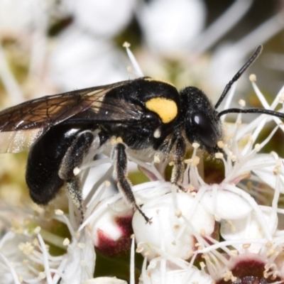 Leioproctus (Leioproctus) irroratus (Yellow-shouldered Bee) at QPRC LGA - 1 Dec 2023 by DianneClarke