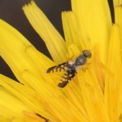 Spathulina acroleuca (A seed fly) at Croke Place Grassland (CPG) - 1 Dec 2023 by kasiaaus