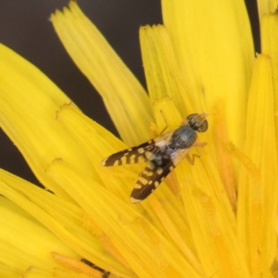 Spathulina acroleuca (A seed fly) at McKellar, ACT - 1 Dec 2023 by kasiaaus