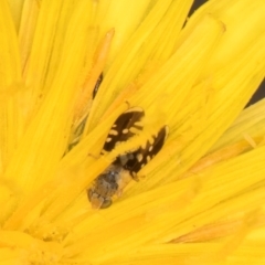 Spathulina acroleuca at McKellar, ACT - 1 Dec 2023