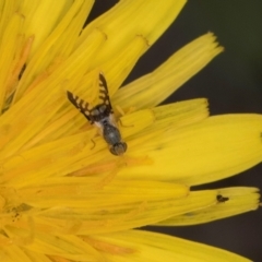 Spathulina acroleuca at McKellar, ACT - 1 Dec 2023