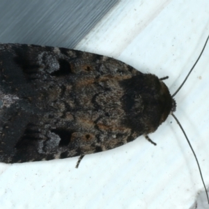 Thoracolopha verecunda at Ainslie, ACT - 12 Nov 2023