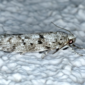 Philobota philostaura at Ainslie, ACT - 12 Nov 2023