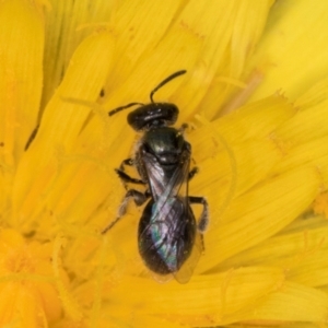 Lasioglossum (Chilalictus) sp. (genus & subgenus) at McKellar, ACT - 1 Dec 2023 12:17 PM