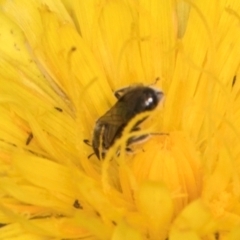 Lasioglossum (Chilalictus) sp. (genus & subgenus) at McKellar, ACT - 1 Dec 2023 12:17 PM