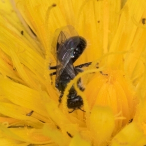 Lasioglossum (Chilalictus) sp. (genus & subgenus) at McKellar, ACT - 1 Dec 2023 12:17 PM