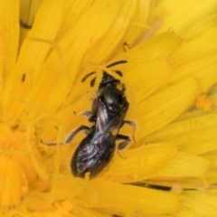 Lasioglossum (Chilalictus) sp. (genus & subgenus) at McKellar, ACT - 1 Dec 2023 12:17 PM