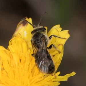 Lasioglossum (Chilalictus) lanarium at McKellar, ACT - 1 Dec 2023 12:20 PM