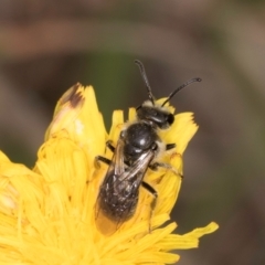 Lasioglossum (Chilalictus) lanarium at McKellar, ACT - 1 Dec 2023